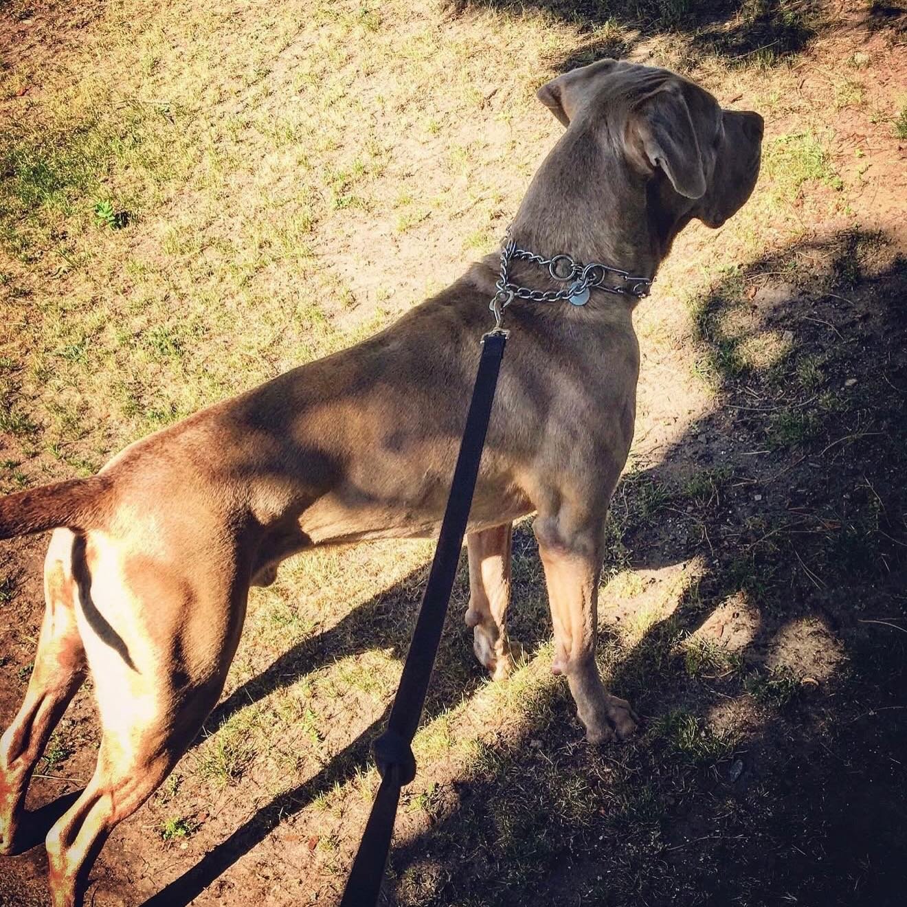 Genealogy Always Tells the Truth
Cairo, his son Khan, and Khan&rsquo;s daughter - Zoey. 
.
What you&rsquo;re looking at across these three generations is the story of latent genetics&mdash;traits hiding in the blueprint until the right breeding decis