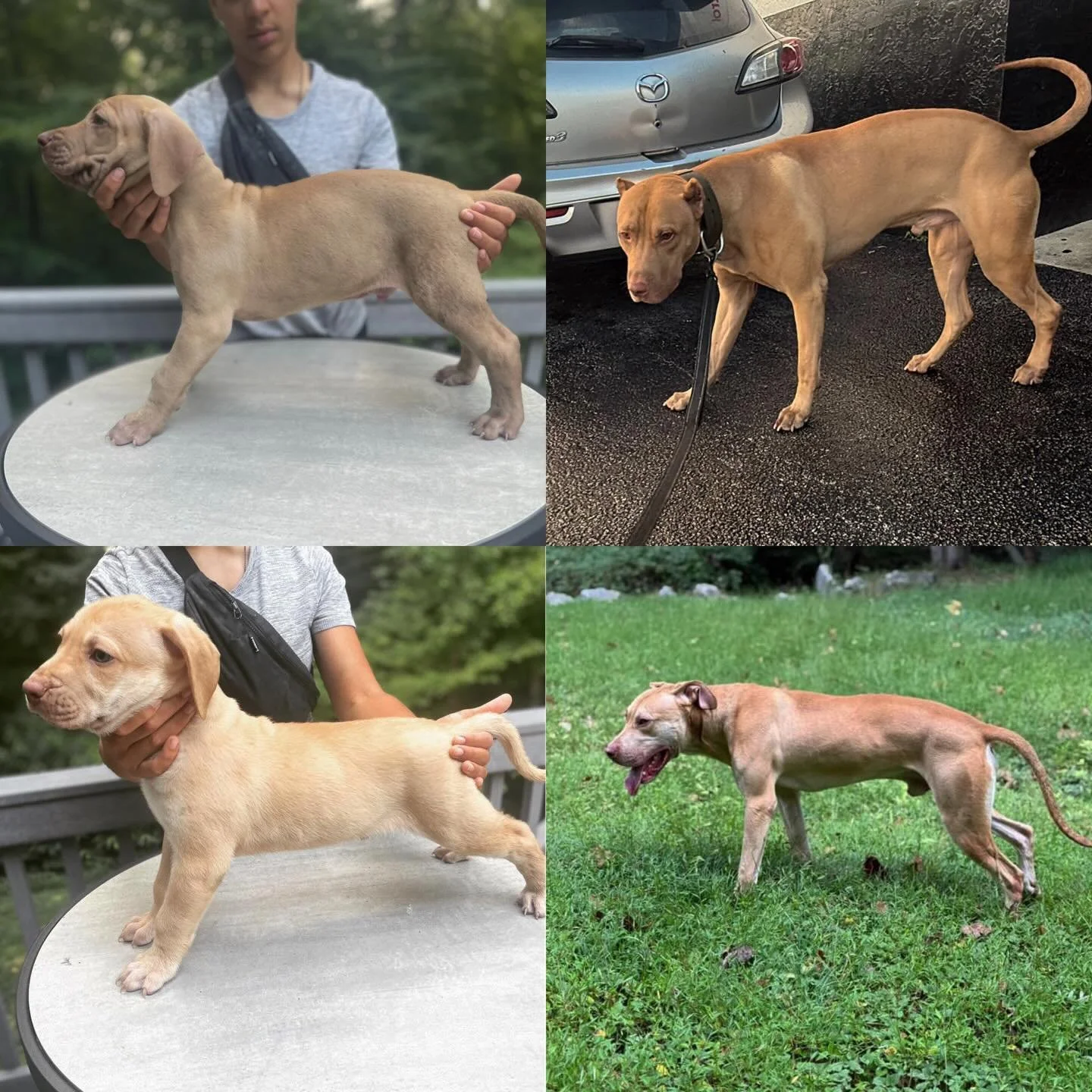Then and Now: 8 weeks - 2.5 years 
Last image of the chocolate pup is 8 weeks - 14mo
.
Looking to the past as we study the future. 
Balancing Grace, Speed and Power. 
.
The term Veauntre (from Old French, meaning &ldquo;to hunt&rdquo; or &ldquo;to pu