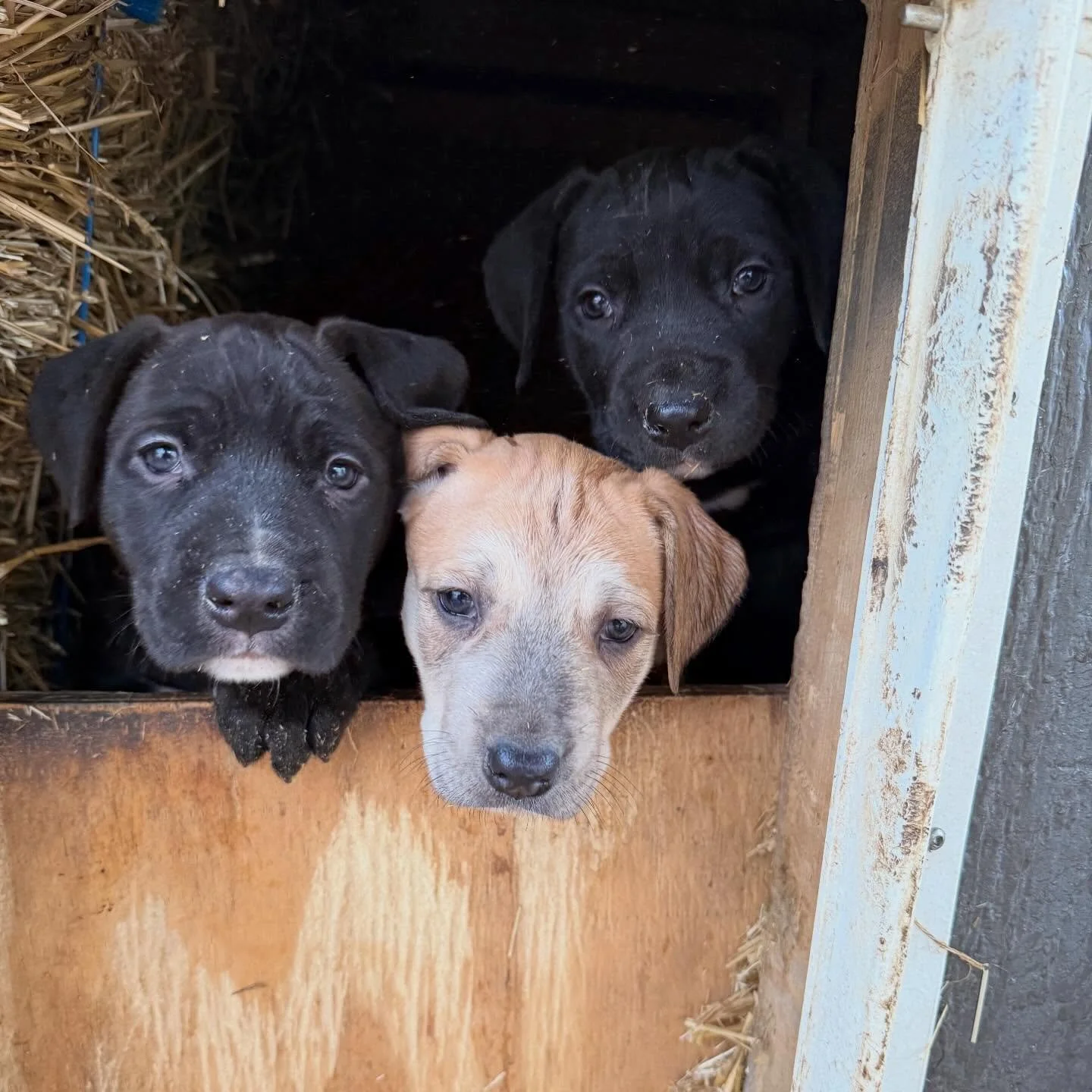 Savant&rsquo;s Uzi x Savant&rsquo;s Adonis/Stronghold&rsquo;s Nero at 37 days old. 
.
&ldquo;Physiology is destiny&rdquo; Peep the muzzles. 
.
A lot can change over the next few weeks and as a breeder - I try to document and make note. 
.
Who grew in