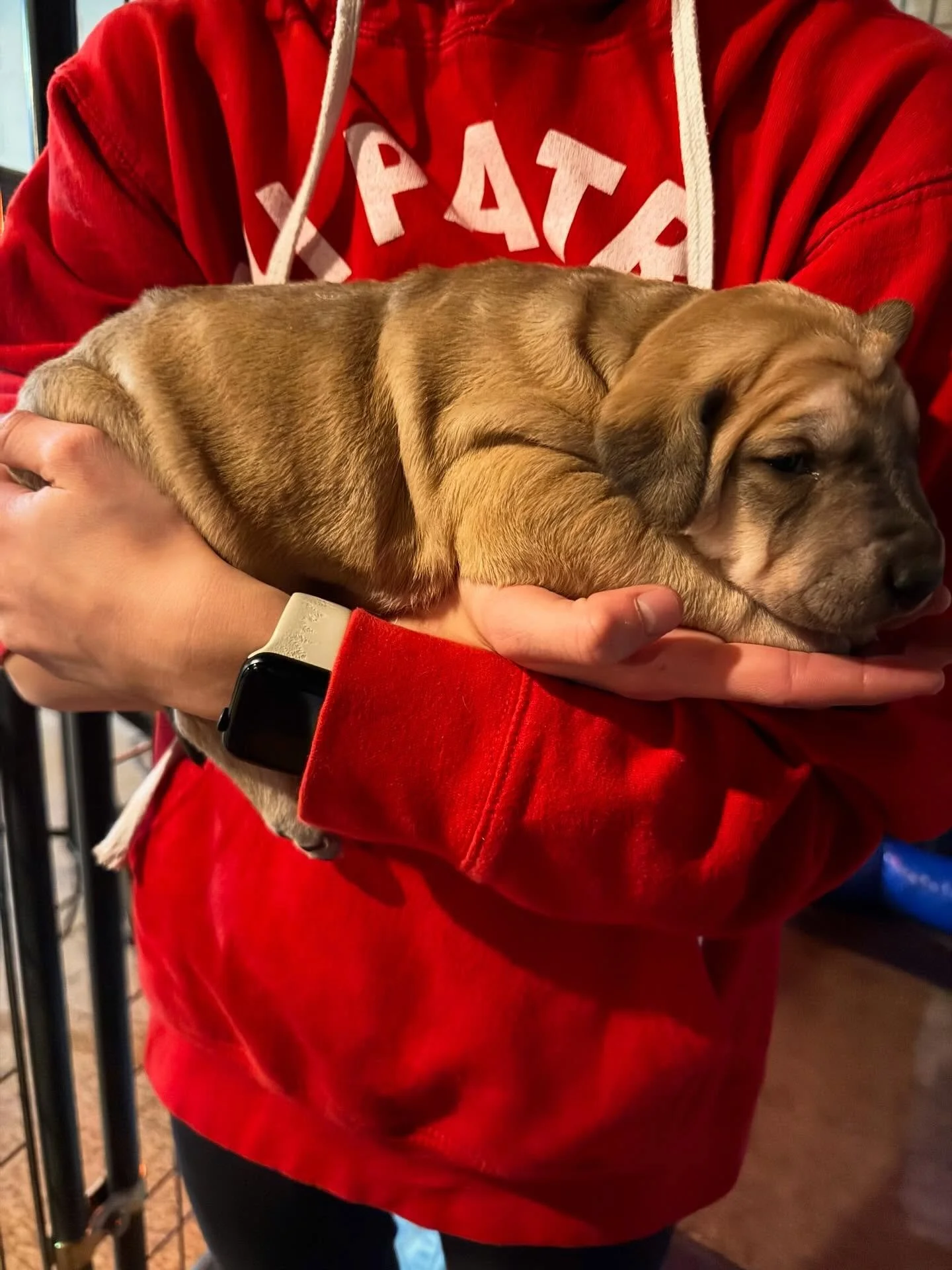 We&rsquo;ve done a poor job documenting our ENS process - but I&rsquo;m glad I was able to supervise helpers at the expense of photos. 

Anyway, the US Military&rsquo;s &ldquo;Super Dog Program&rdquo; is founded on the use of Early Neurological Stimu