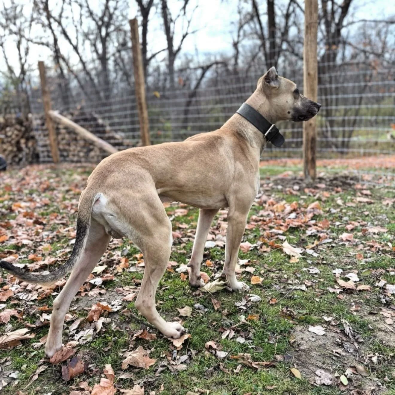 Savant&rsquo;s Gus - 2.5yo. Nero x Amina

One thing I&rsquo;ve grown to deeply appreciate about lurchers is the intentional versatility found through breeding. They&rsquo;re not accidents&mdash;they&rsquo;re solutions.

I was recently discussing some
