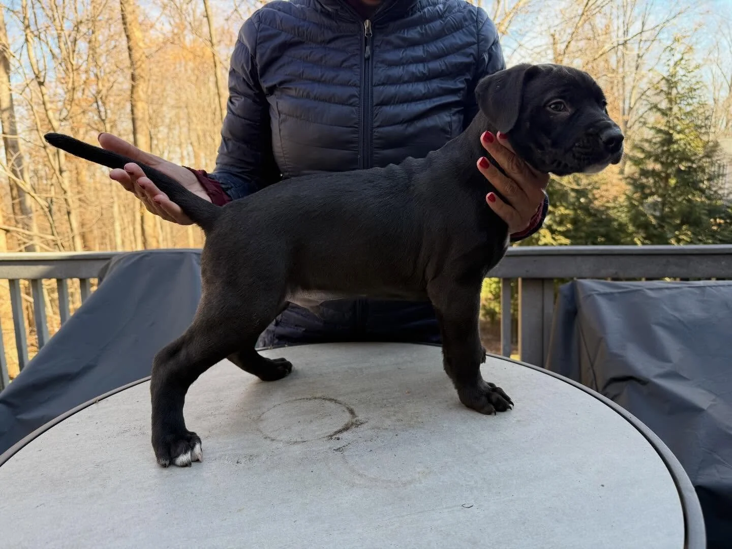 Savant&rsquo;s Smoke, Cinder and Stack (Nero/Adonis x Uzi) at 42 days old. Parentage Pending. The pups have been very consistent temperamentally the past 6 weeks. 
.
Smoke (White Toes/nose blaze) is the most fur oriented. Adventurous, and outgoing he