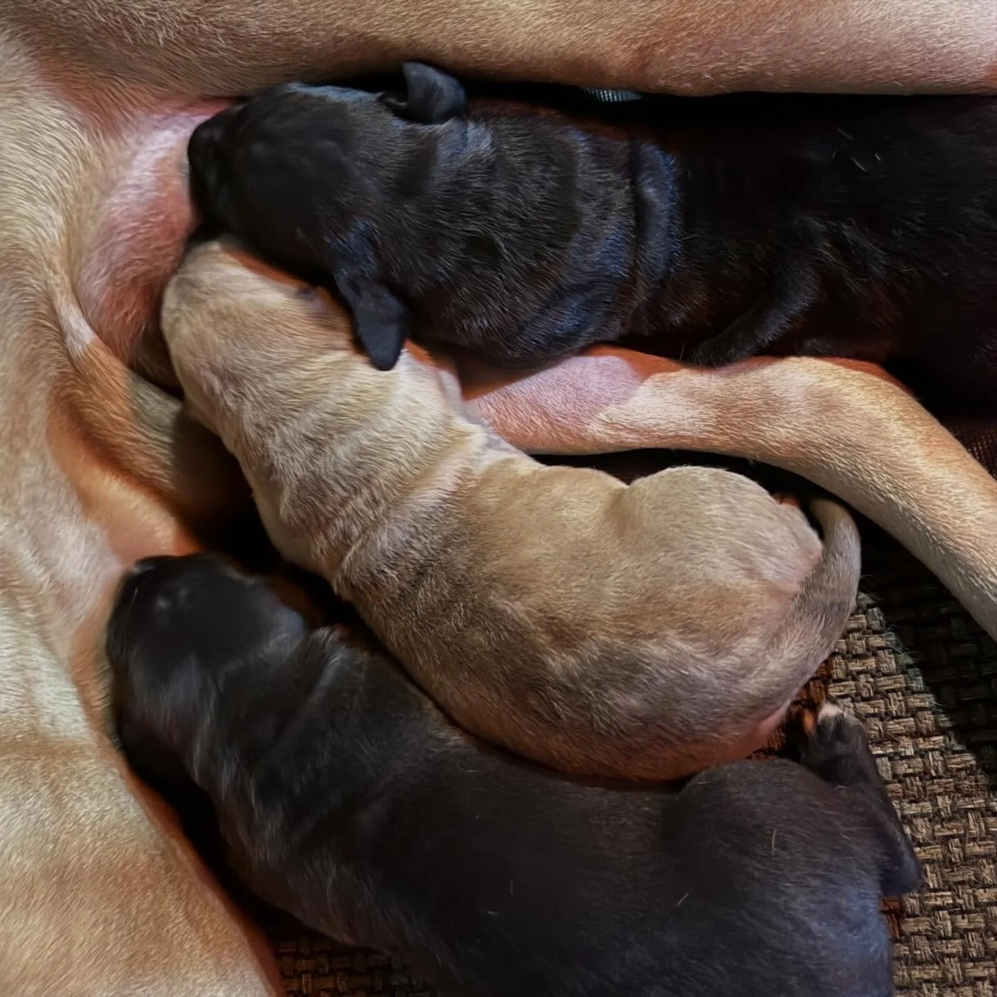 Cryptic Female Choice in Tight Breedings. 
Nero/Adonis x Uzi - at 10 days old. 
.
When you run a dual-sire breeding&mdash;especially a close one like father/littermate brother &times; daughter/littermate sister&mdash;you&rsquo;re not just relying on 