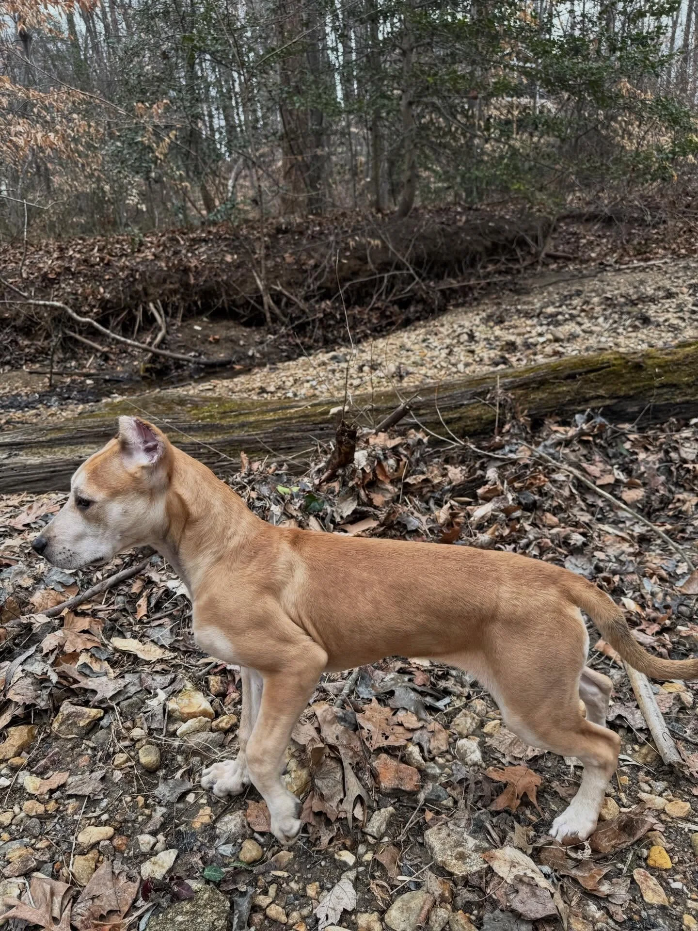 Savant&rsquo;s Cinder - 12 weeks old (Nero x Uzi)
Consolidation over Combination 
.
Anyone can combine breeds. That&rsquo;s easy. 
But a combination creates individuals. 
While consolidation creates a lineage. 
.
Speed that doesn&rsquo;t lose nerve. 