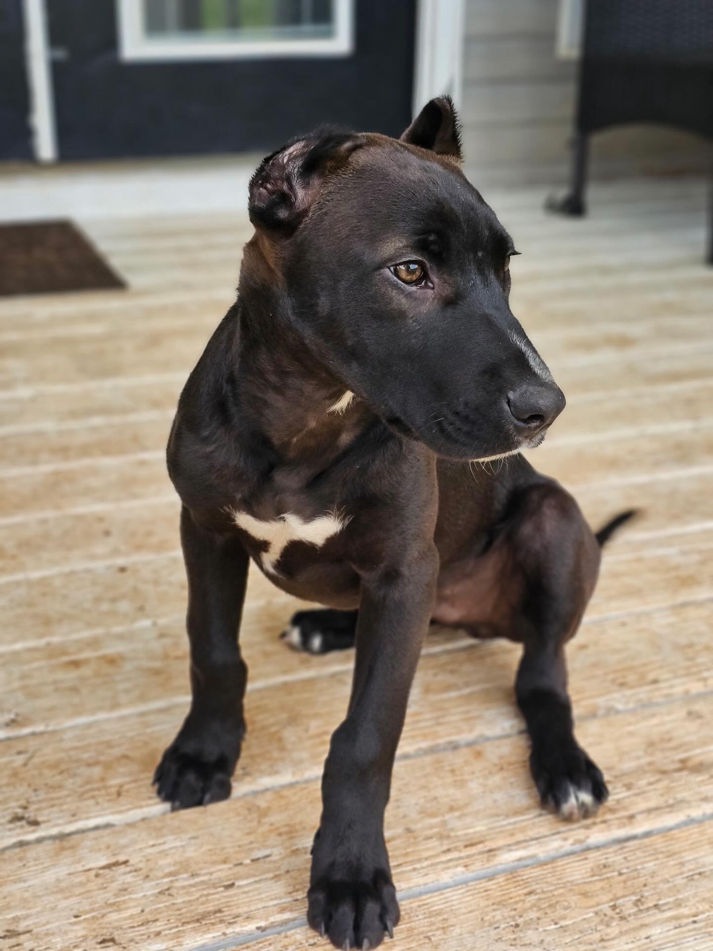 Savant&rsquo;s Smoke at 13 weeks. 
Nero x Uzi
.
.
.
Forged through Function. Refined by Purpose. SavantK9
.
.
.
#savantalaunt #alauntveauntre #runningmastiff #coursingmastiff #boarlurcher