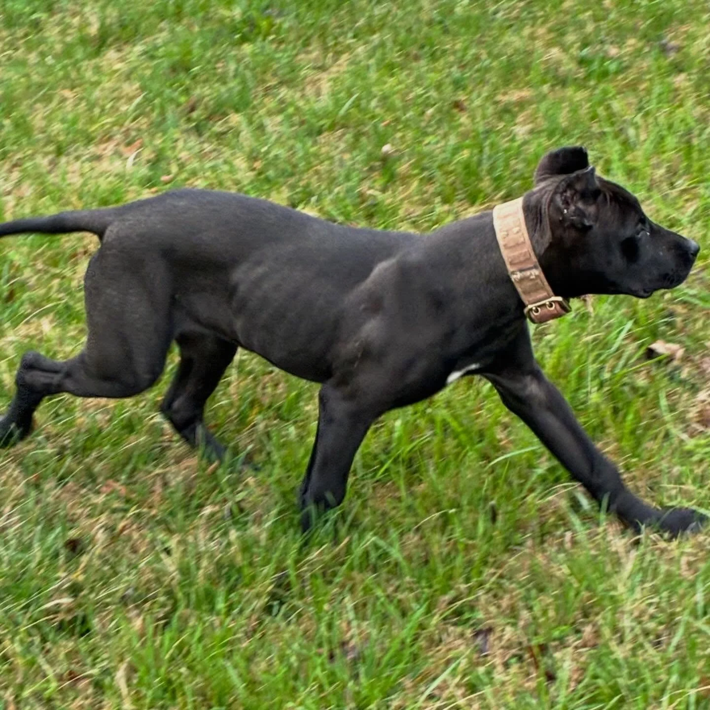 Savant&rsquo;s Stack at 15 weeks. (Nero x Uzi)
.
1/2 American Pit Bull Terrier
1/3 Greyhound
1/5 Mastiff
.
.
.
Forged through Function. Refined by Purpose. SavantK9
.
.
.
#savantalaunt #alauntveauntre #runningmastiff #boarlurcher #runningcatchdog