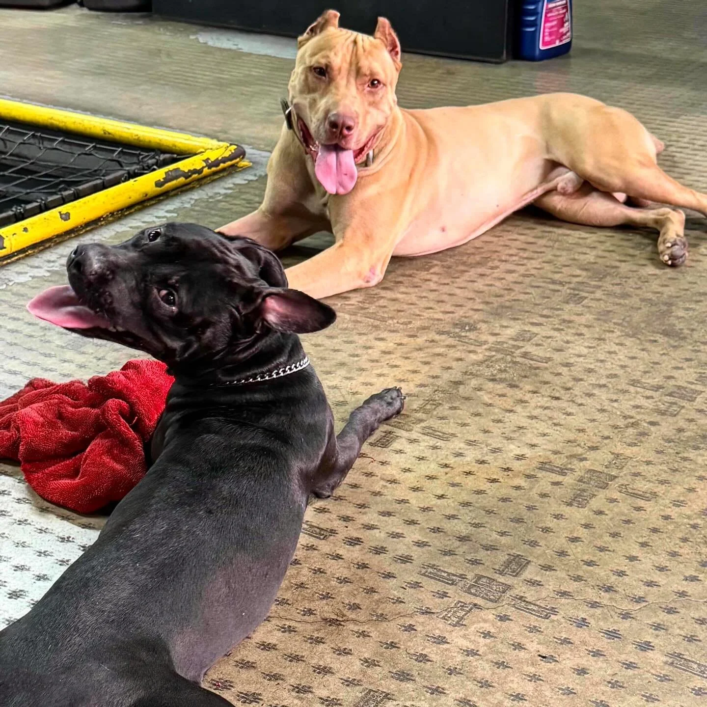 Savant&rsquo;s Simba (Nero x Amina)
.
Are you even good at being a dog - first? 
As the unofficial mascot - he&rsquo;s easily managed and neutral with strangers - Simba holds down the shop and pipes up only when necessary. We like dogs with discernme