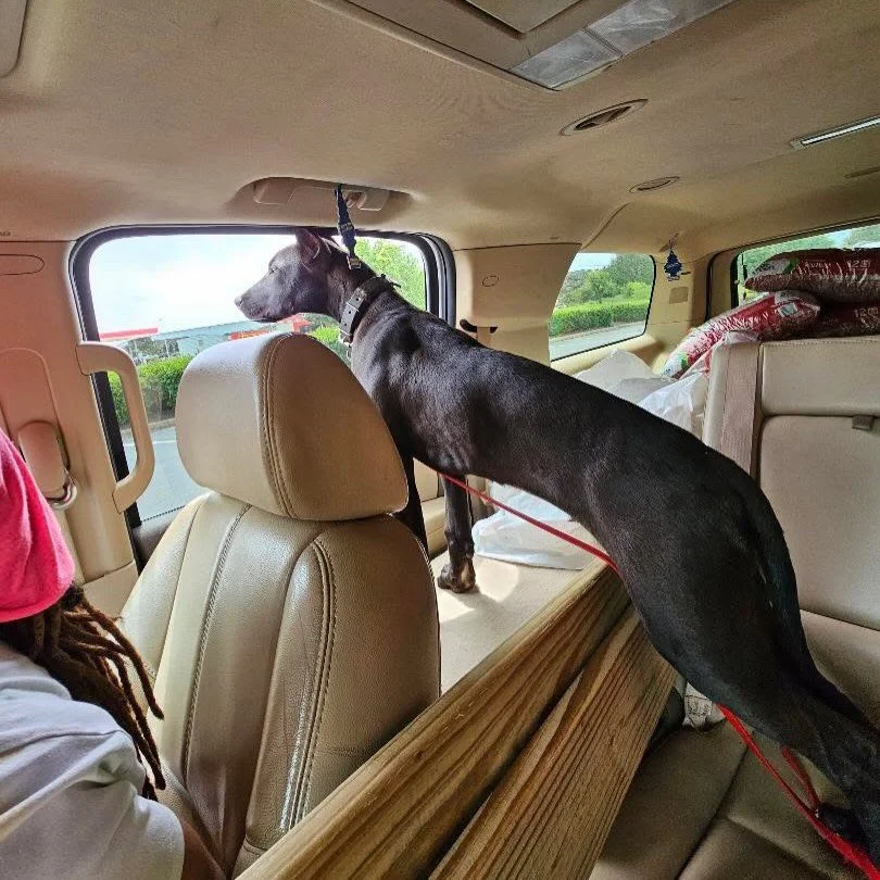 Savant&rsquo;s Smoke - 4mo (Nero x Uzi) 
.
I&rsquo;m all for strength of ability - but not at the cost of being easy to live with. I want an instinctive off switch. The ability to enjoy life alongside of a dog with minimal management. An animal who&r