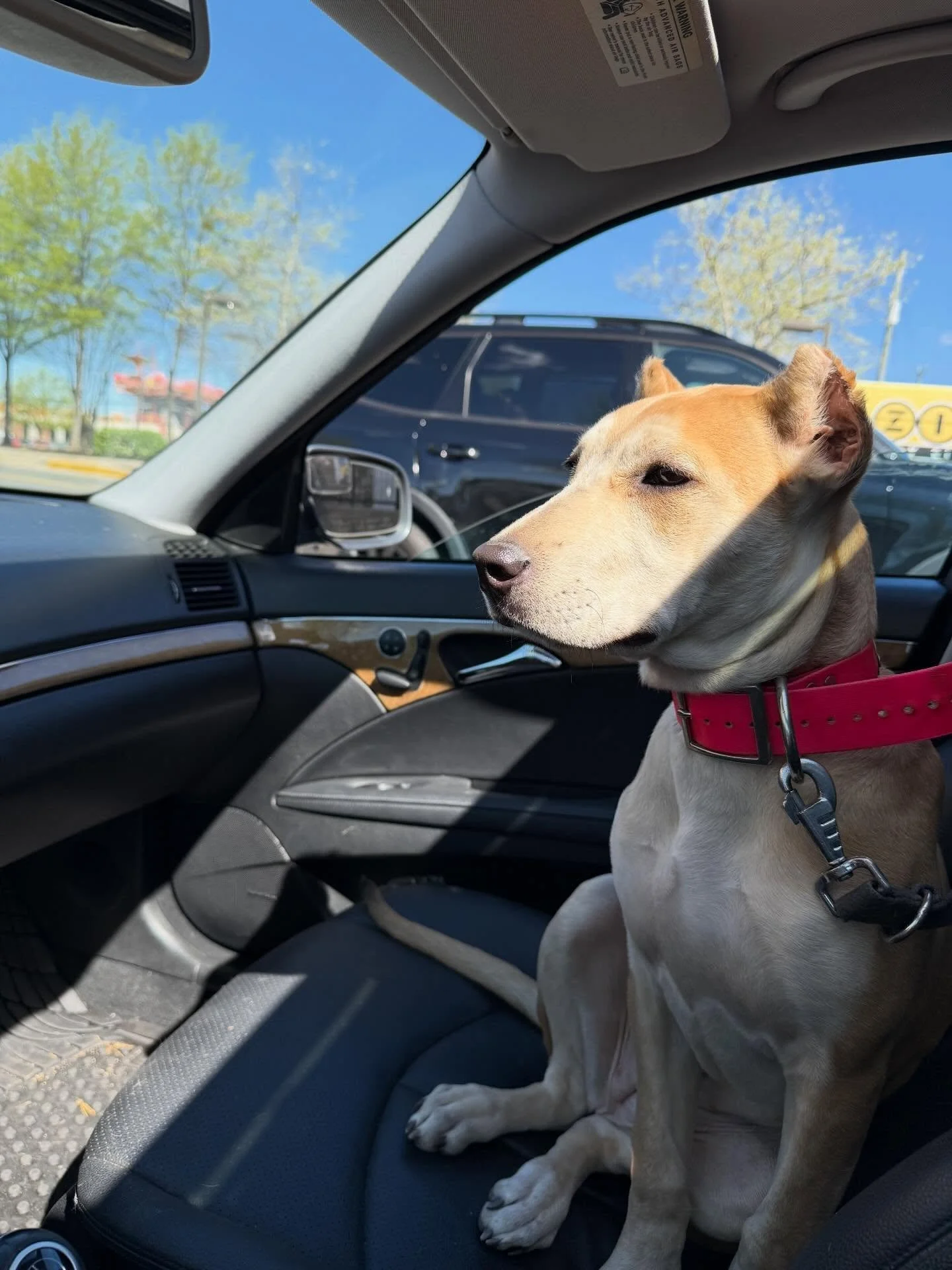 Savant&rsquo;s Cinder (Nero x Uzi) just shy of 5mo. 
.
The demands aren&rsquo;t high on pups. I let puppies be puppies. But they do need to check a few boxes.
.
Social. 
Touch of suspicion. 
Intrinsically motivated. 
Natural retrieve. 
Structure.
Not