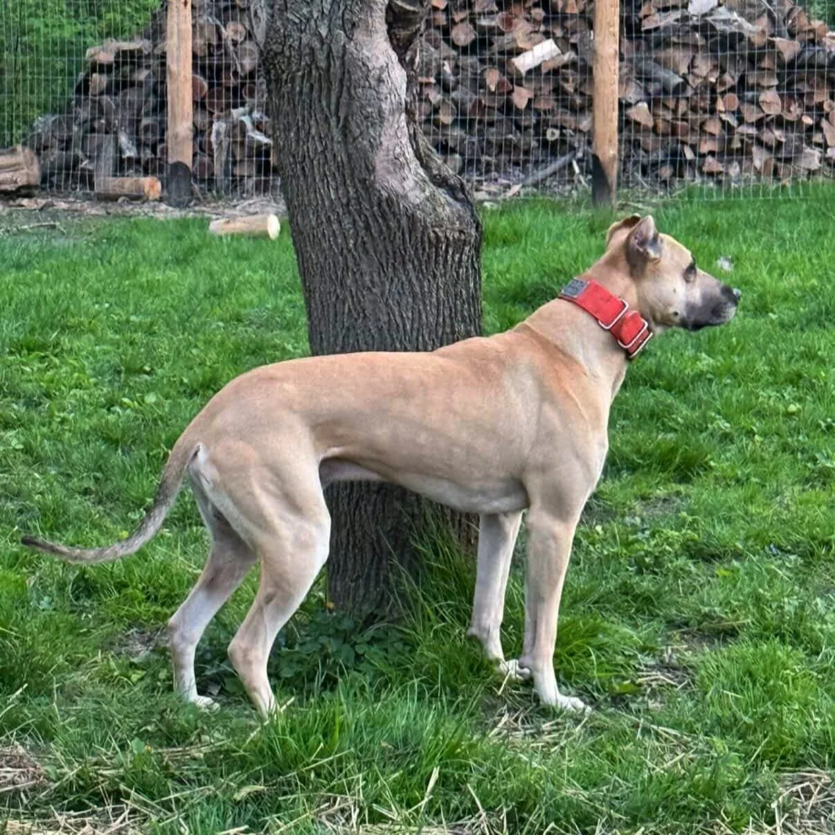 Savant&rsquo;s Gus (Nero x Amina). F1 Alaunt &mdash; linebred mastiff &times; bull lurcher.
.
You make or break a program when you fail to understand how heritability works - particularly in a multi breed type cross.
.
Heritability is the proportion 