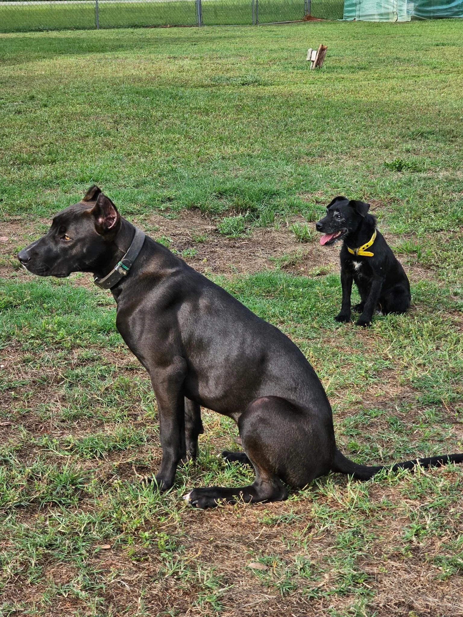Savant&rsquo;s Smoke - 5mo
F2 Alaunt (Nero x Uzi)
.
.
.
Forged through Function. Refined by Purpose. SavantK9
.
.
.
#savantalaunt #alauntveauntre #boarlurcher #runningmastiff #coursingmastiff