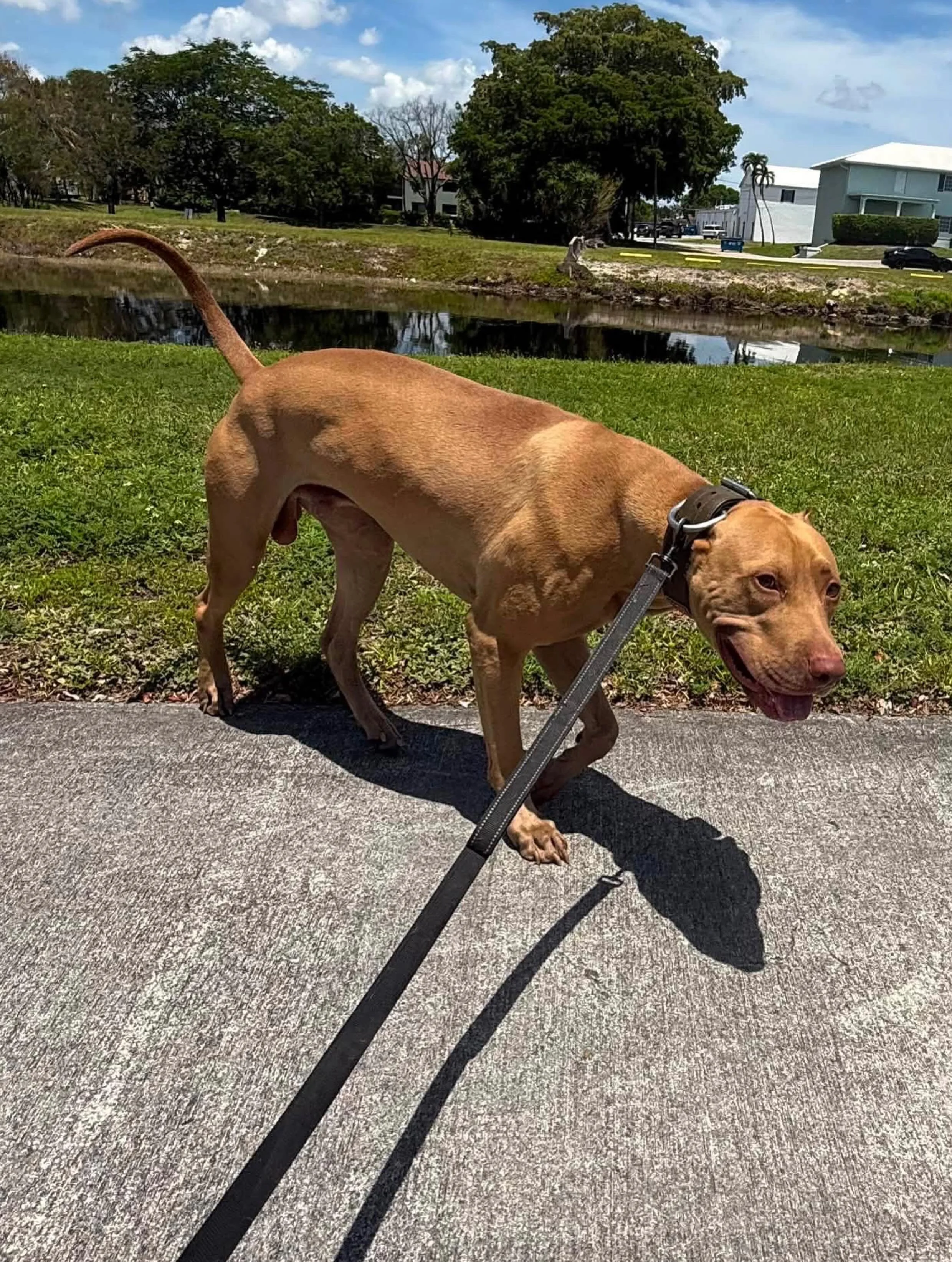Savant&rsquo;s Simba (Nero x Amina) F1 Alaunt
.
The F1s were level setting, used to establish a foundation we could observe, learn and work from. Unsurprisingly we received each of the 3 breed component phenotypes. Heavy bull, heavy lurcher and heavy