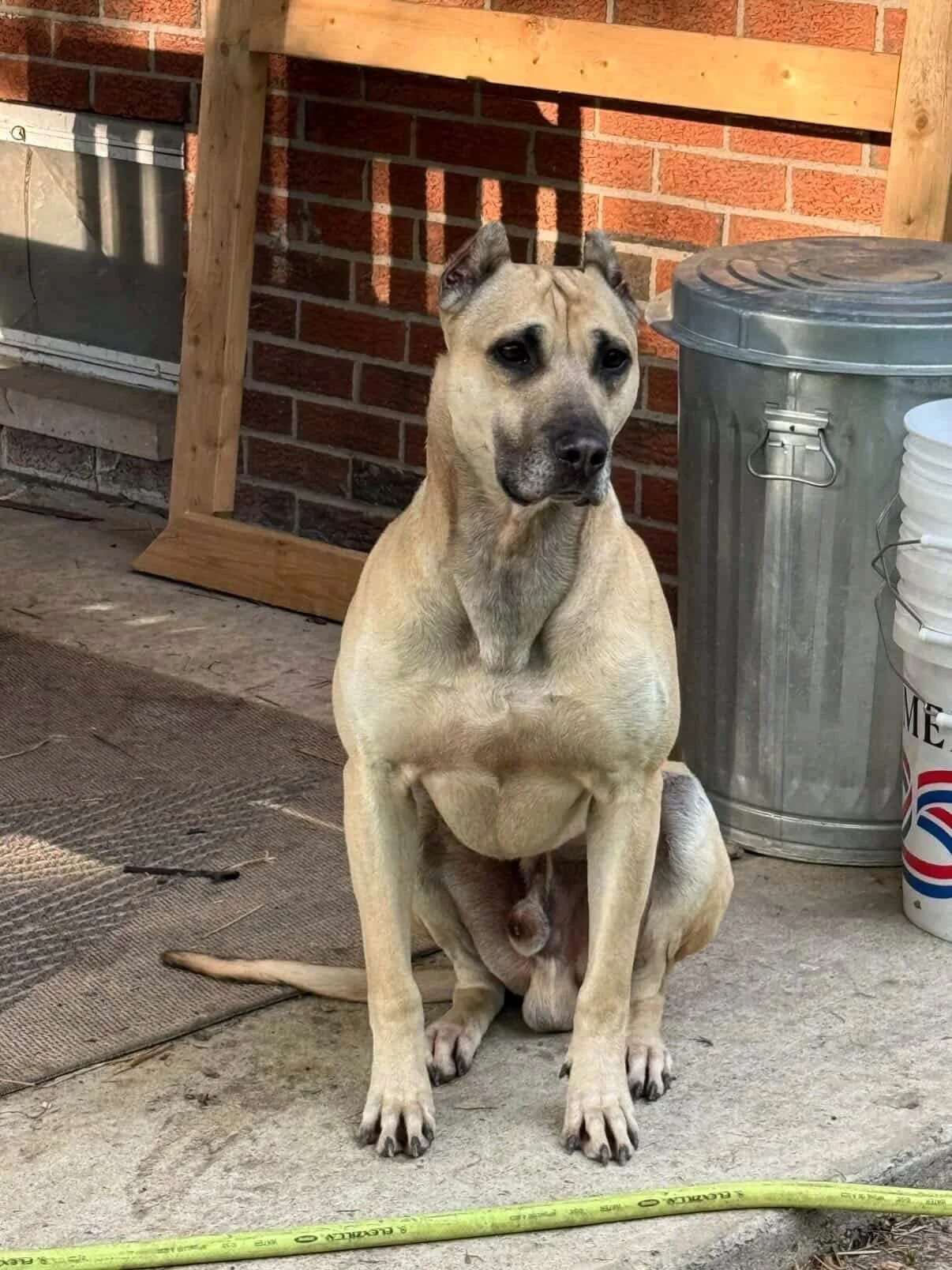 Savant&rsquo;s Gus - F1 Alaunt (Nero x Amina)
.
Mastiff foundation. Bulldog influence. Sighthound refinement.
.
I&rsquo;m under no illusion. Most folks aren&rsquo;t subsistence settlers in need of a daily workhorse. I&rsquo;m breeding for the reality
