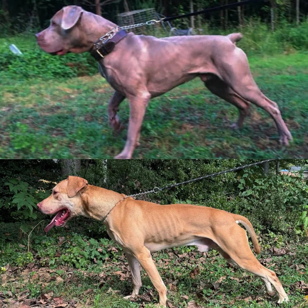 Is the Alaunt a Bandog? — SavantK9