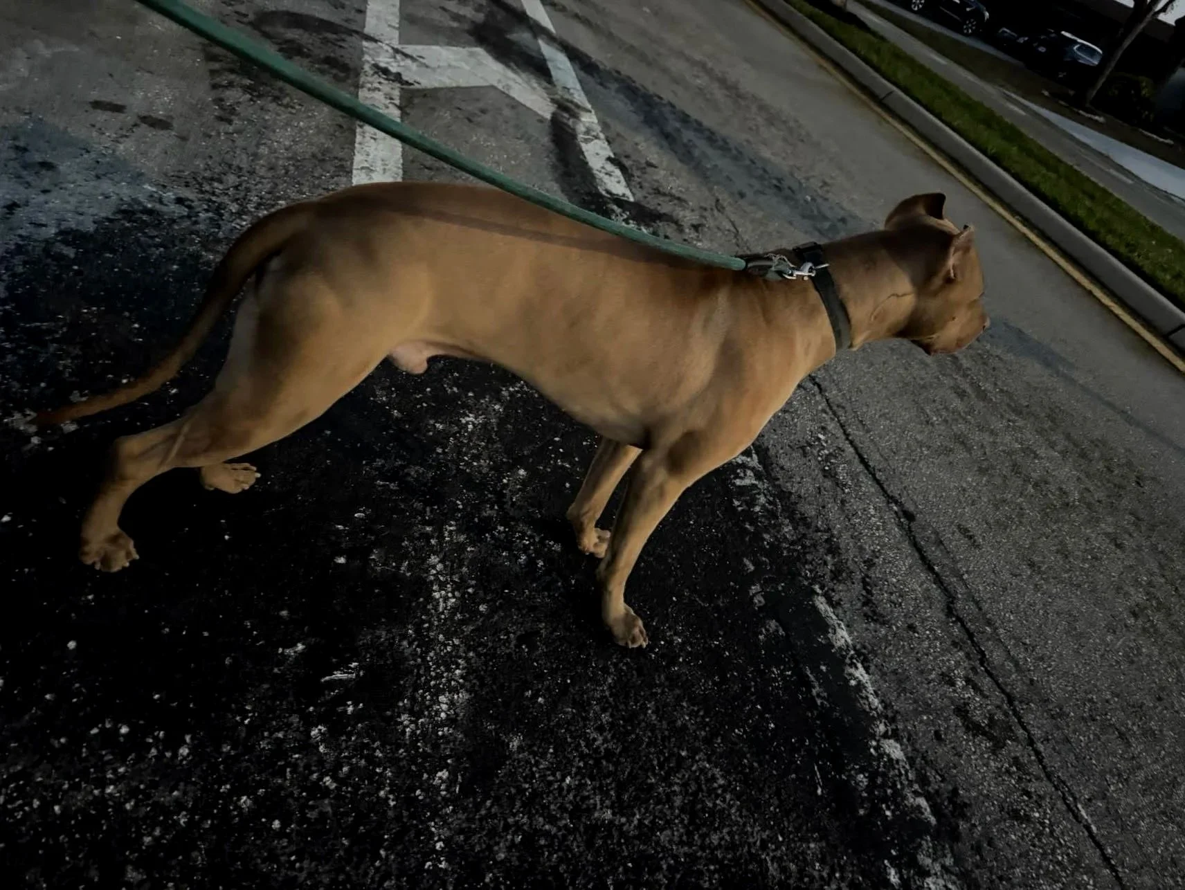 Brown dog on a leash standing on a street at dusk.