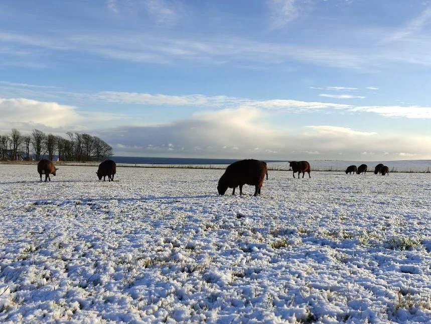 camping field in winter.jpg