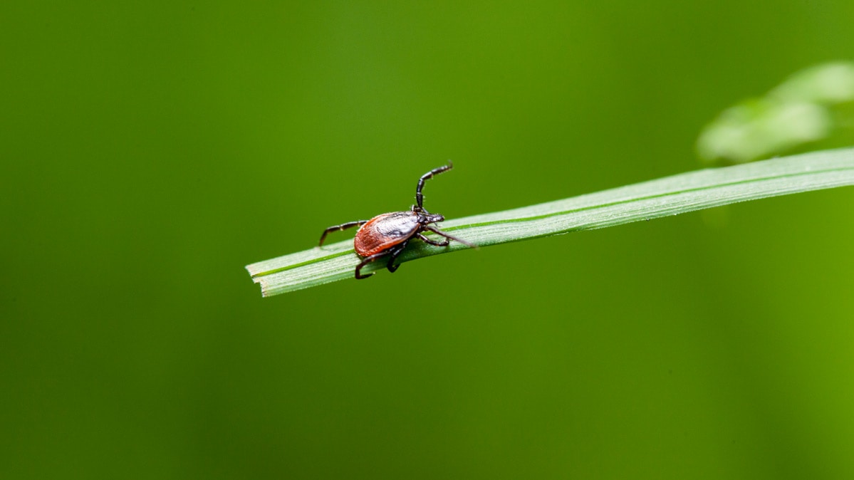 CR-Health-InlineHero-Mosquito-and-Ticks-Update-04-18-v2.jpeg