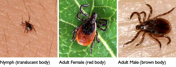 DeerTick2.jpg