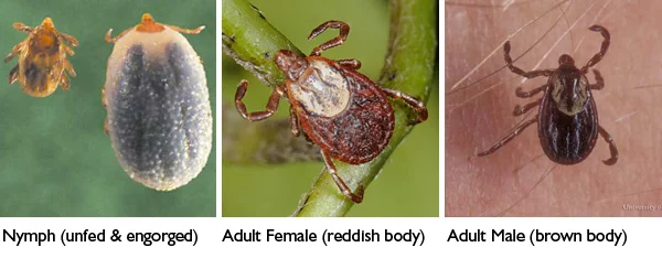 DogTicks.jpg