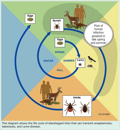 lifecycle.png