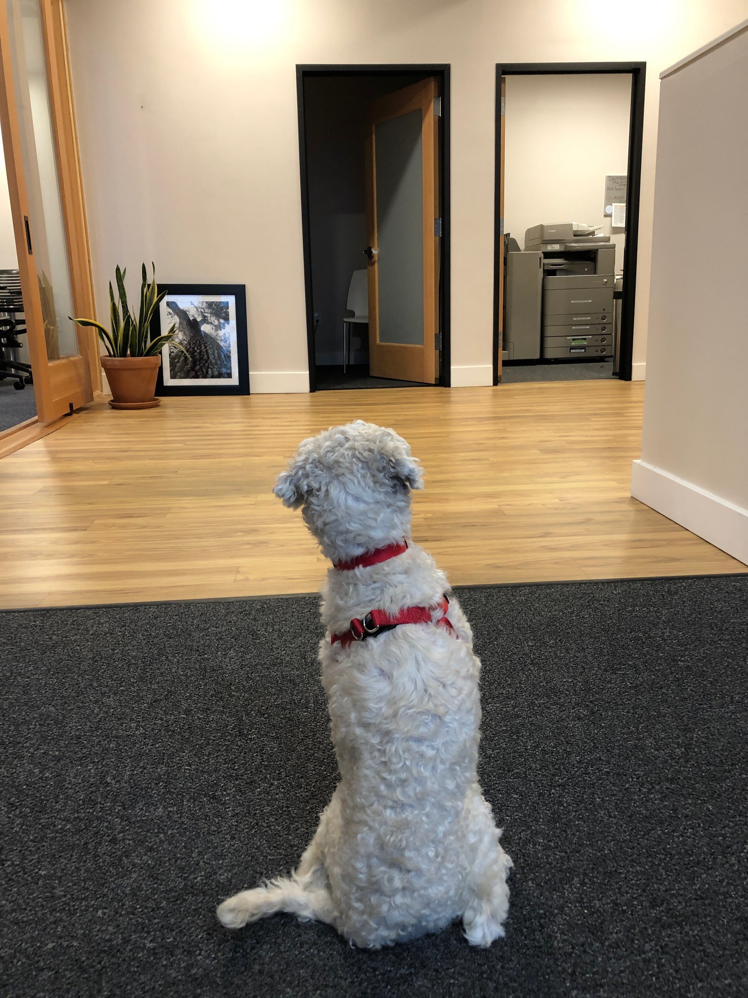 Barry, Puppy-in-Charge, visits the office.