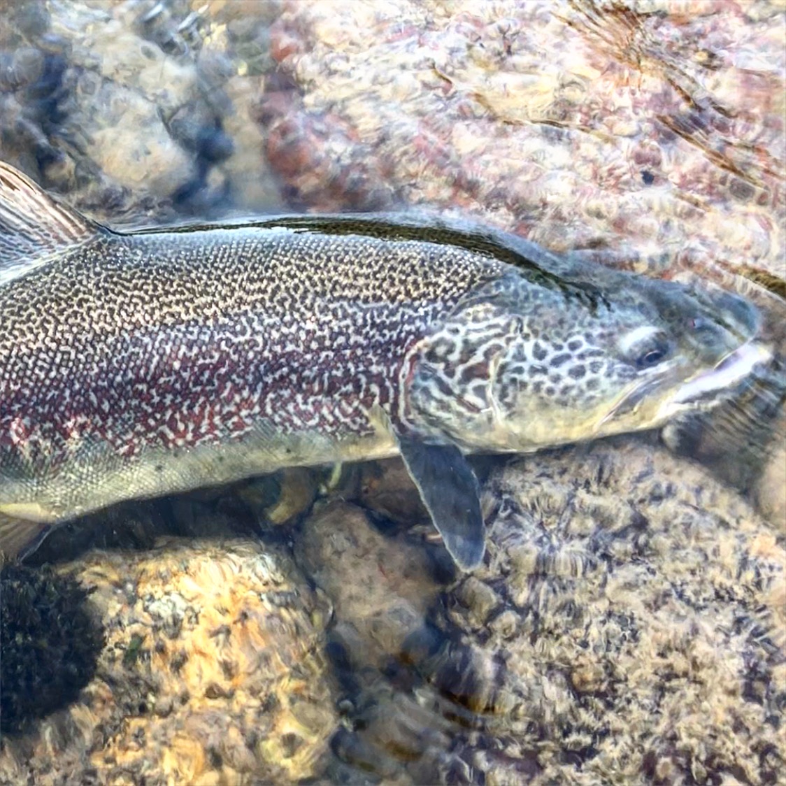 Upper Trophy Zone 6.jpeg