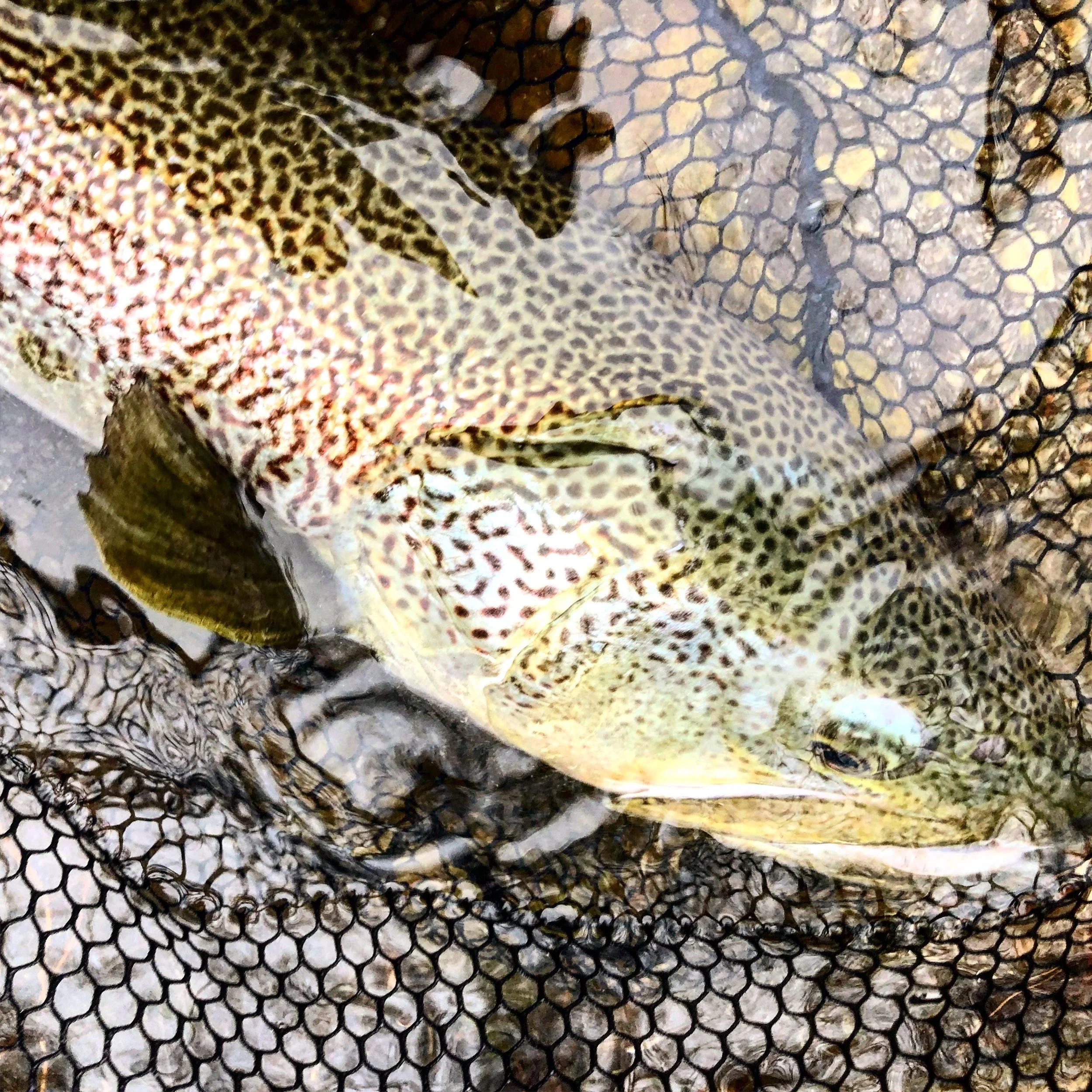 Upper Trophy zone 5.jpeg