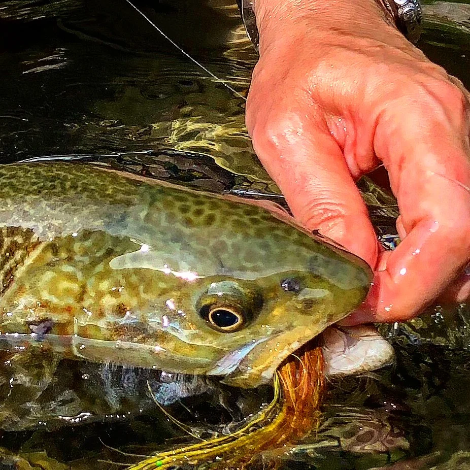 Trophy Zone Brenta 1.jpeg