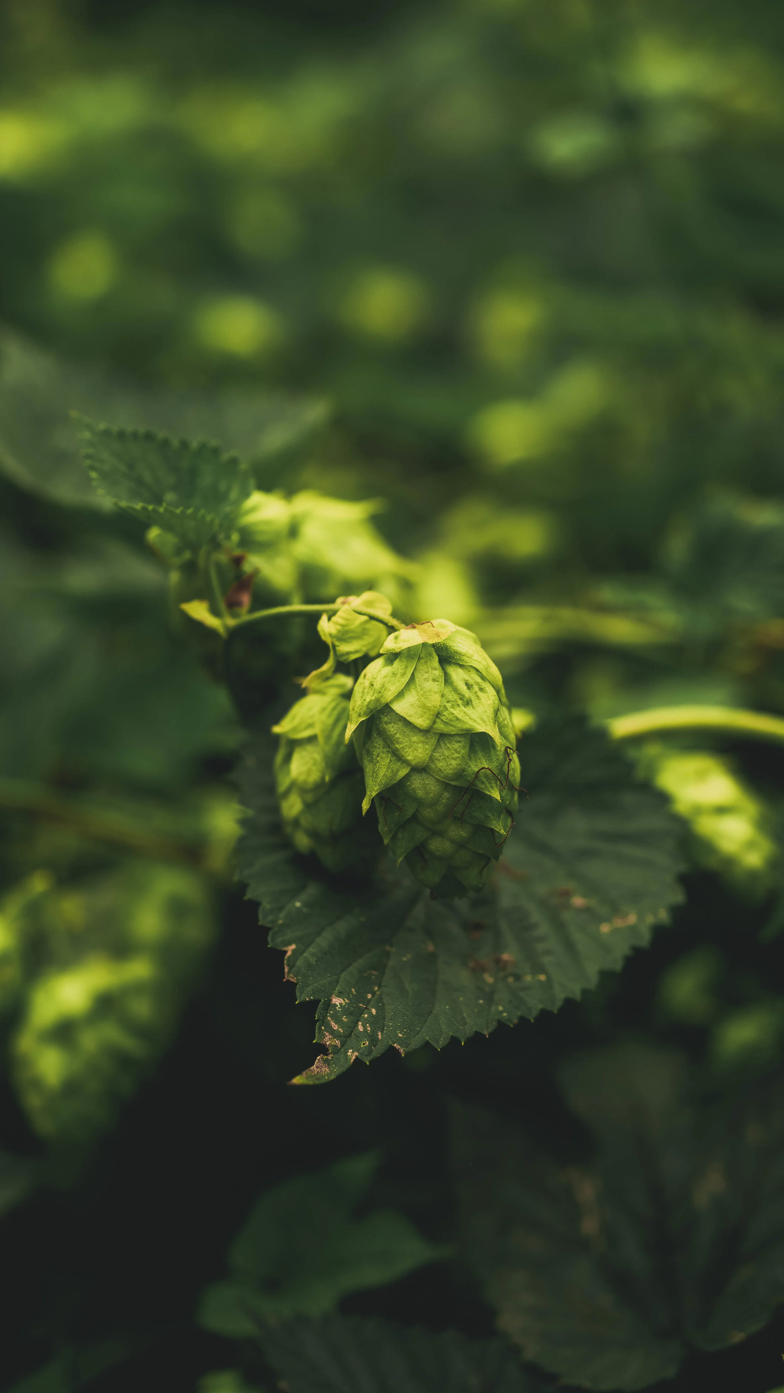 Triumph dry hops