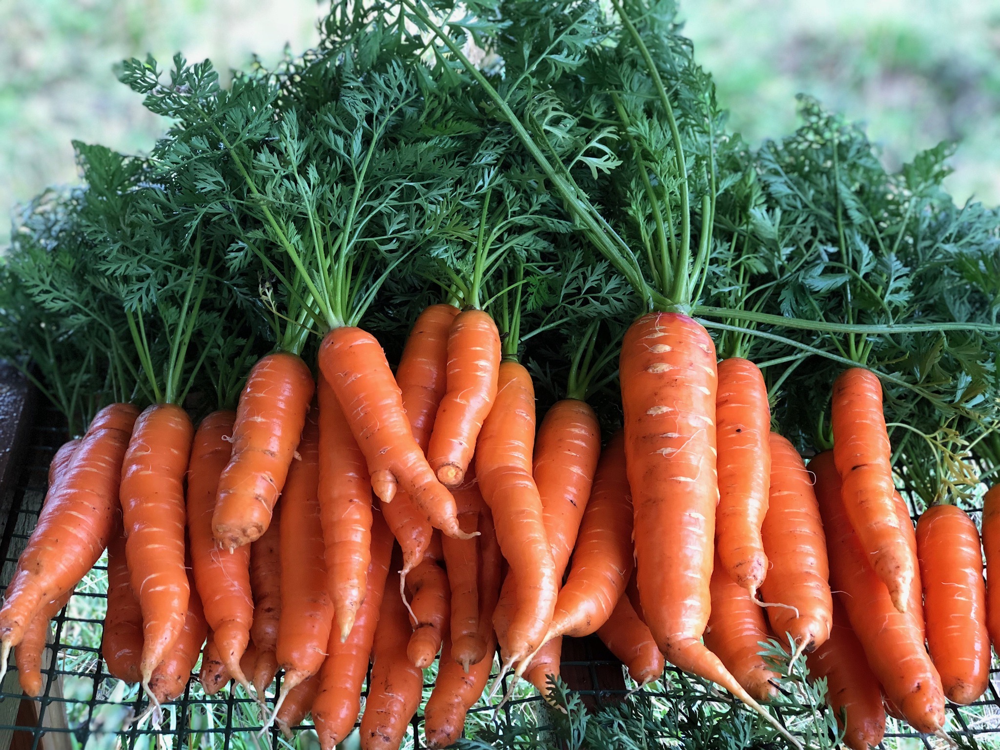 Carrots (Copy)