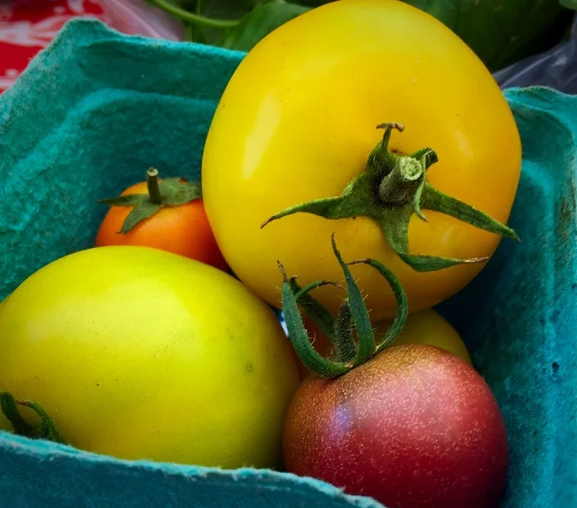 First tomatoes of the summer!