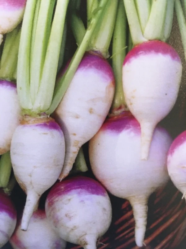 Purple Top Turnips