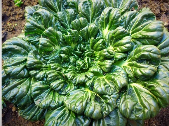 Tatsoi - sometimes called "Rosette" Bok Choi
