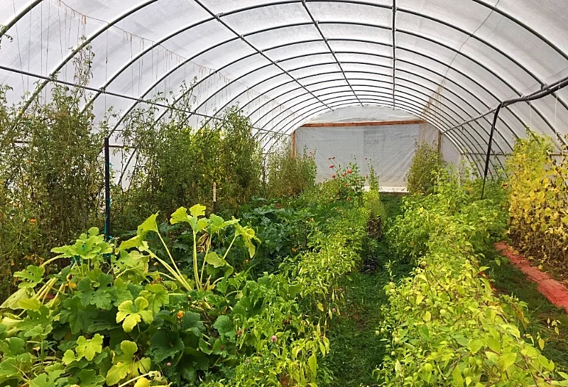 Hoop house plants getting ready to enter "Persephone Period"
