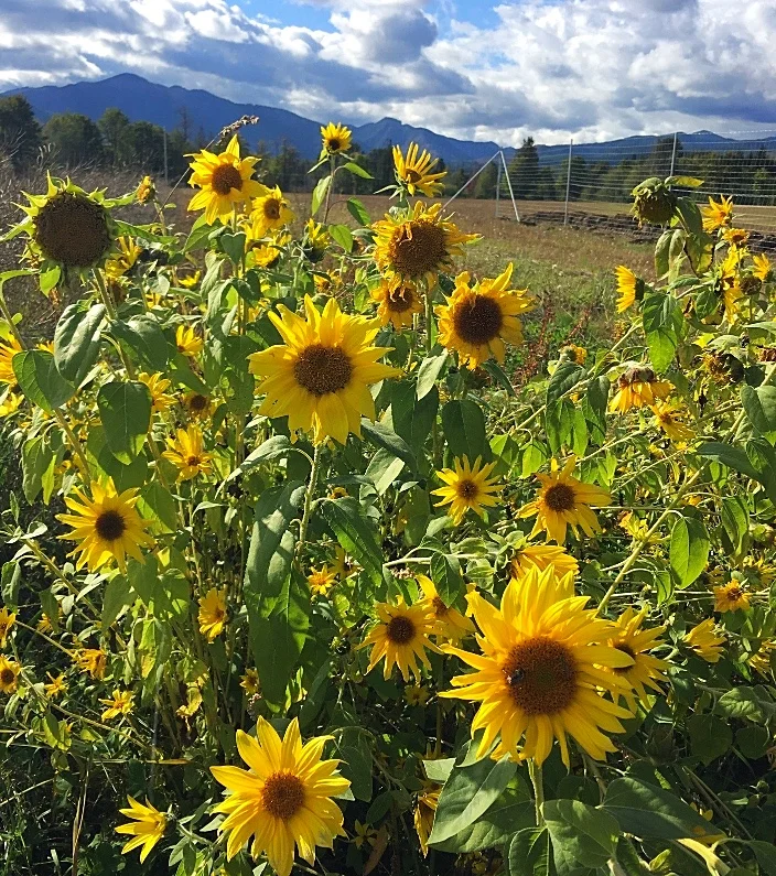 Remember the sunflower micro greens in your spring CSA basket? We dumped the extras in the field and here is the result. You can see a glimpse of our new 8-ft elk fence in the background. So far it is working!