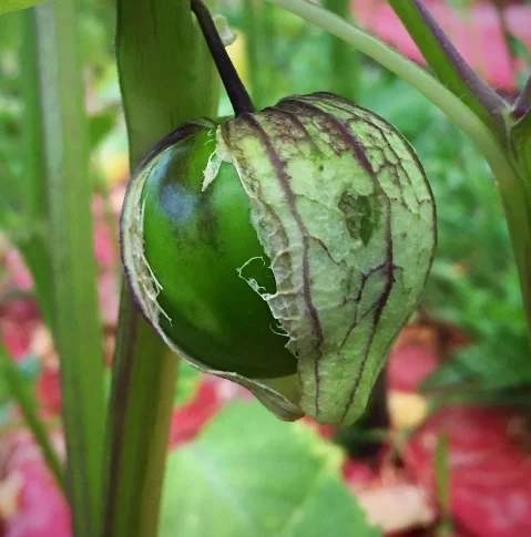 Still to Come! Tomatillos are ripening nicely in the hoop house. A little more warm weather and they should be ready. They are delicious in a homemade salsa!