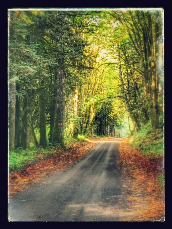 Late September last year on Sunnyside Road on the way to the farm.