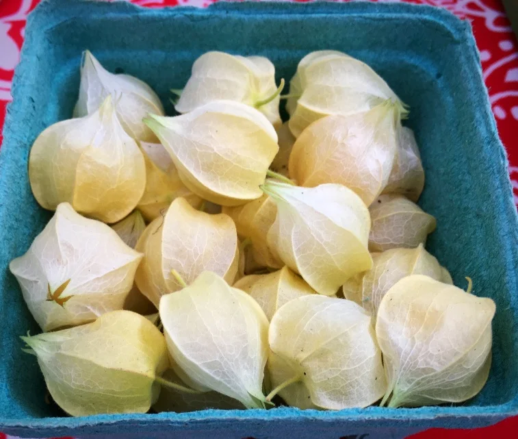 Aunt Molly's Ground Cherries -or- Husk Cherries