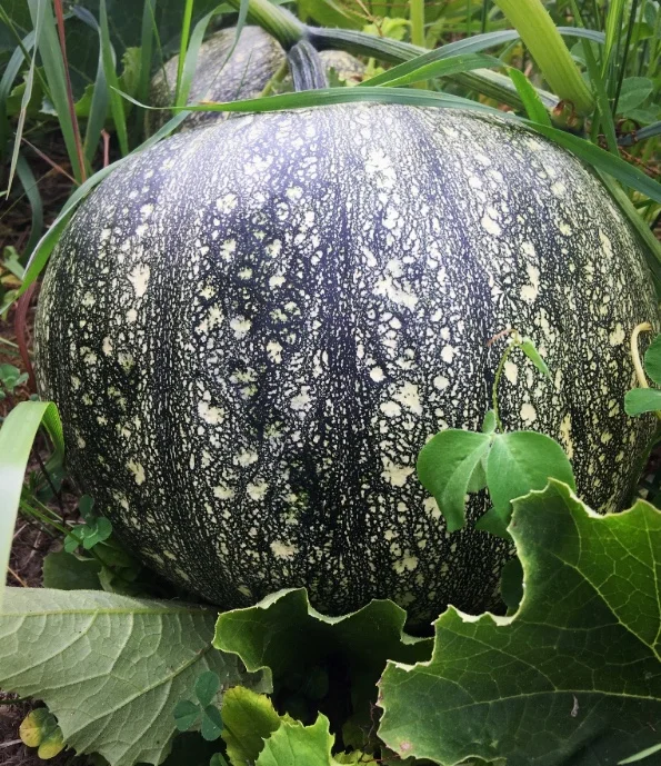 Still to come - Pumpkins! We have several types of pumpkins in the fields - both pie pumpkins and some larger jack-o-latern types. They are getting pretty big! Now we just need a dry September so they can stay in the field to ripen to a glorious fall orange.