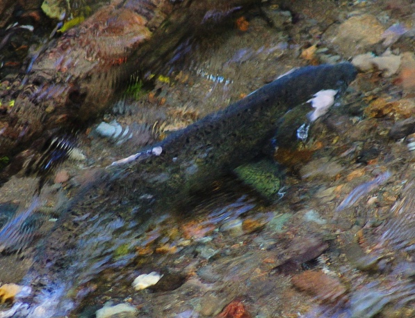 Chinook Salmon in the North Fork of the Skokomish River