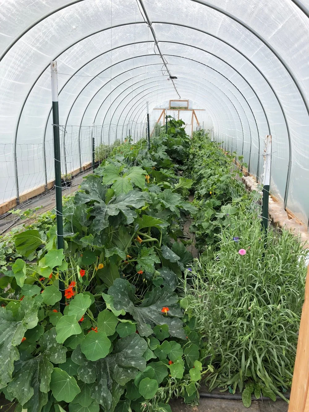 The zucchini are already attempting a coup in the hoop house. We hope to get them under control this week.