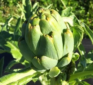 2017 Week 9 Newsletter