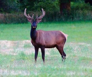 2017 Week 8 Newsletter