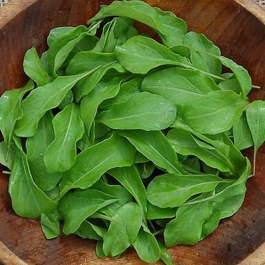 Arugula