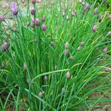 Chives