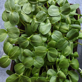 Sunnies Microgreen