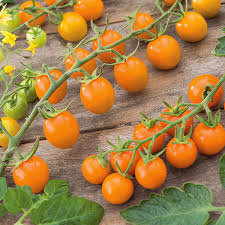 Tomato, Cherry, Sungold