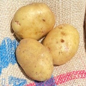 Potato - Yukon Gold