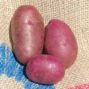 Potato - Adirondack Red