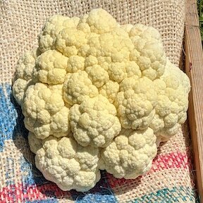 Cauliflower - Snowball